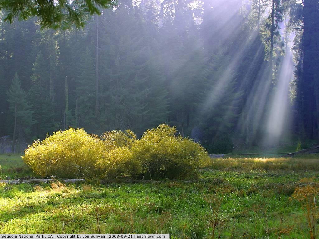  - Rays on the meadow
