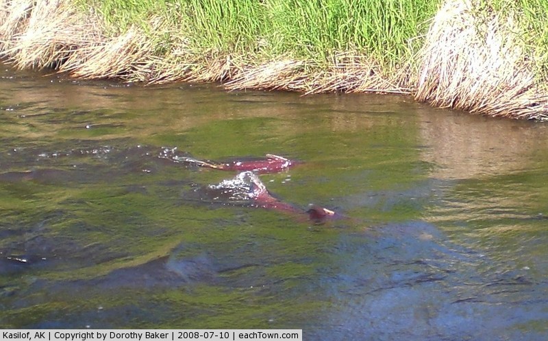  - King Salmon spawning in Crooked Creek Kasilof at Crooked Creek Retreat