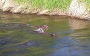 Kasilof, AK - King Salmon spawning in Crooked Creek Kasilof at Crooked Creek Retreat